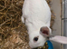 Selling beautiful 3 adult rabbit