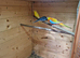 Neophema splendidain