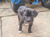 Cane corso X American bulldog