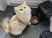 Lovely cat for sale
