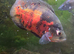 Fish Free to Good home