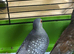 Diamond Doves x 6 this years birds