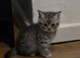 2 silver tabby british shorthair