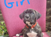 Cane corso X American bulldog
