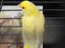 4 canaries