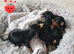 Yorkshire terrier puppies