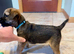 Ready to go now! Border Terrier puppies ONLY 2 BOYS LEFT! SLEM clear