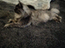 Silver Smoke Mainecoon