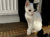 1 months old female kitten