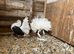 Saddled fantails