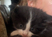 Beautiful fluffy kittens