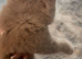 Beautiful chunky BSH Lilac NEEDS REHOMING