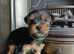 Yorkshire terrier puppies ***READY NOW***