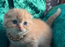 CREAMY & RED COLOR KITTENS