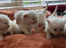Ragdoll kittens