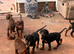 Doberman puppies