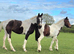 Yearling filly