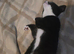 6month old kitten needing a new home