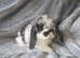 Baby lops