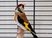 One goldfinch female for sale