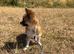 Beautiful Small Chihuahua Female