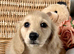 Beautiful Cream Longhaired Puppies