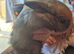 Baby rabbits
