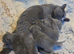 Kitten british shorthair