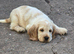 3 stunning babies available