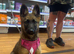 Belgium Malinois girl 6 month old