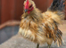 Serama silkie Cockerell