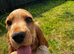 Golden Show Cocker Spaniel Boy