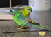 Parakeet