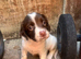 Stunning cocker spaniel puppies