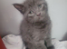 Main coon kittens