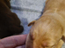 3 beautiful puppies