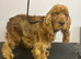 6 yr old female cocker spaniel