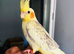 Baby hand reared cockatil for sale