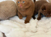 Adorable British Shorthair Kittens