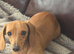 Miniature dachshund bitch kc reg