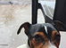 Parson Jack Russell For Stud