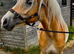 Registered Haflinger gelding