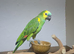 Stunning blue fronted amazon