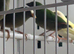 Blue faced parrot finches