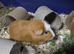 2 male guinea pigs