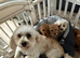 Toy Cavapoo Puppies