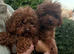 Asian Poodle for Stud DNA tested