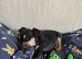 Mixed breed 8weeks old puppy