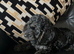 Beautiful cockapoo puppies