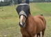 Chestnut TB mare - quick sale wanted due to needing stable